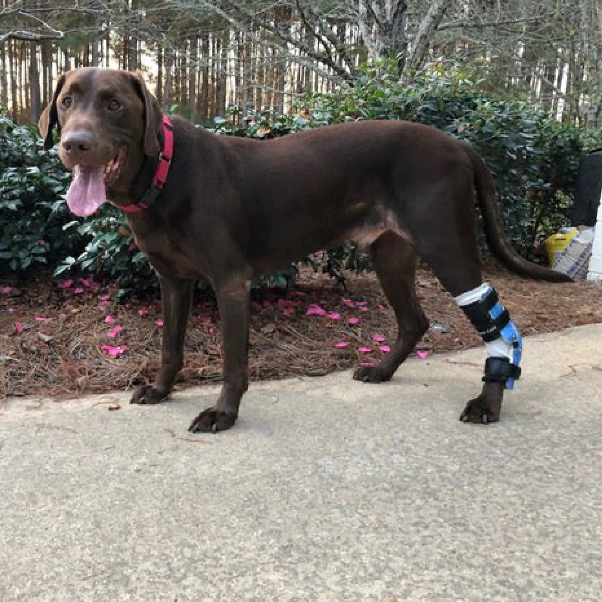 Custom Hock (Ankle) Brace | Dog Tarsal - Rear Leg Brace